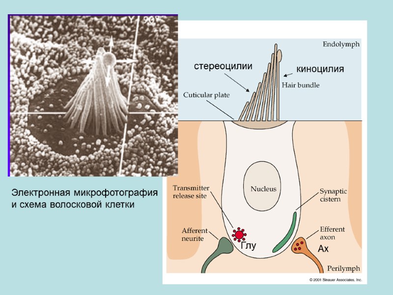Электронная микрофотография и схема волосковой клетки  киноцилия стереоцилии Ах Глу